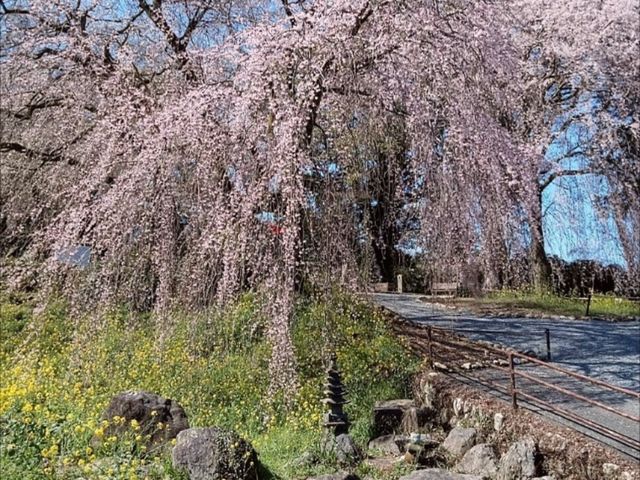 法華原華庭園，高達10公尺的巨大身延垂枝櫻