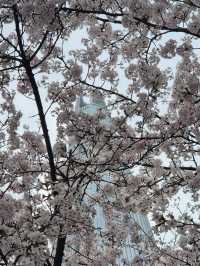 Chasing Cherry Blossoms: A Spring to Remember in Korea (2025)