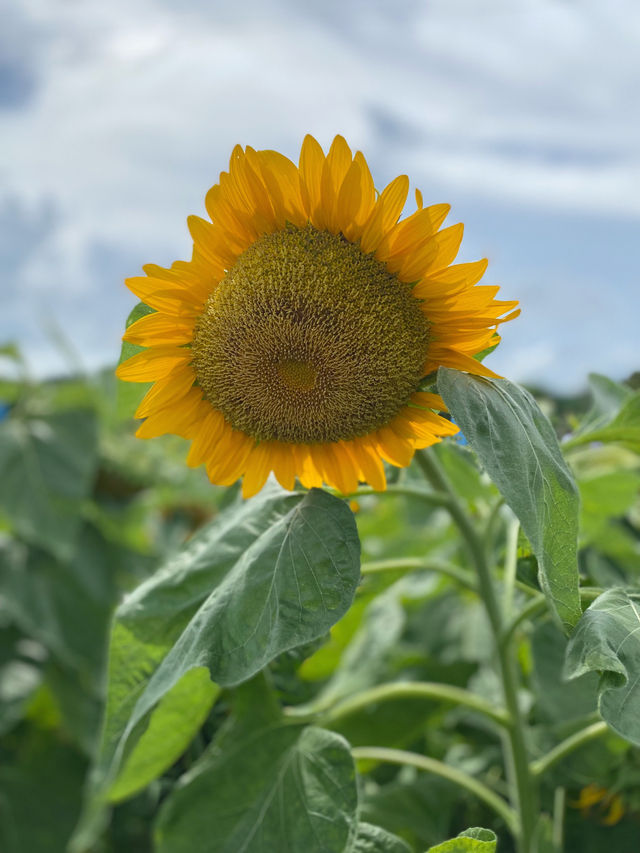 香港｜有向日葵花海的地方🌻——元朗信芯園