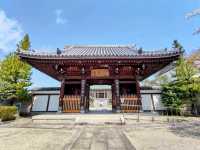 曹洞宗 五鋒山 松音寺，伊達家宗廟與春櫻的相互輝映