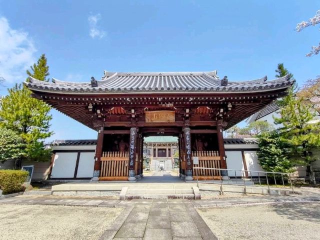 曹洞宗 五鋒山 松音寺，伊達家宗廟與春櫻的相互輝映