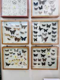 Discover Borneo’s Wonders at the Natural History Museum Kuching