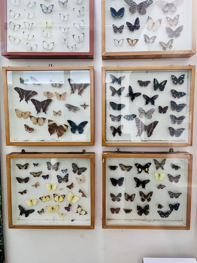 Discover Borneo’s Wonders at the Natural History Museum Kuching