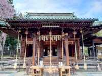 漫步在石鳥居與紅神橋的春櫻時光---仙台東照宮