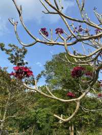 " Spring Escapade: Exploring Ipoh's Hidden Gems "✨🌸