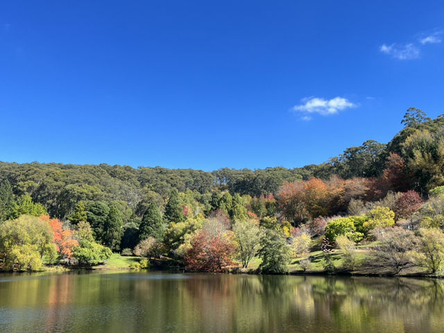 Adelaide 紅葉🍁秘景