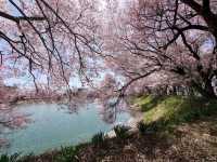 Sakura + Stillness, Rokudo no Tsutsumi Is Peak