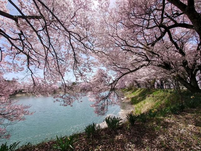 Sakura + Stillness, Rokudo no Tsutsumi Is Peak