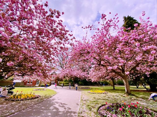 Tokorozawa Sakura