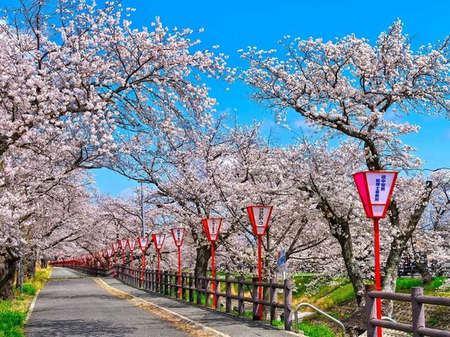 Cherry Blossom Magic Without the Crowds