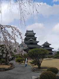 Sakura with Matsumoto Castle