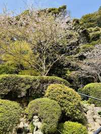 Bloom by the Boil: A Rare Spring View in Beppu’s Hell Valley