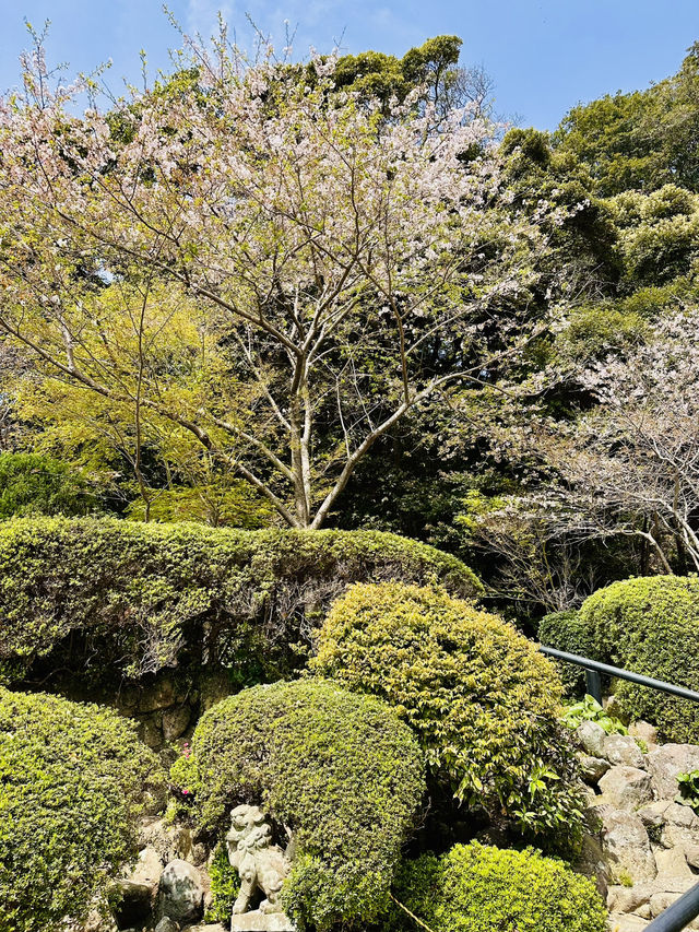 Bloom by the Boil: A Rare Spring View in Beppu’s Hell Valley