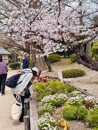 Blossoms and Bunnies: A Springtime Delight at Kōno Park 
