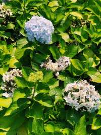 台北｜大安森林公園繡球花季｜都市中的浪漫花海