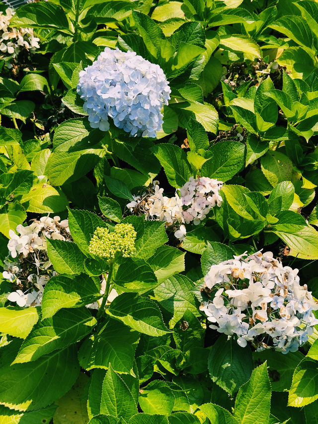 台北｜大安森林公園繡球花季｜都市中的浪漫花海