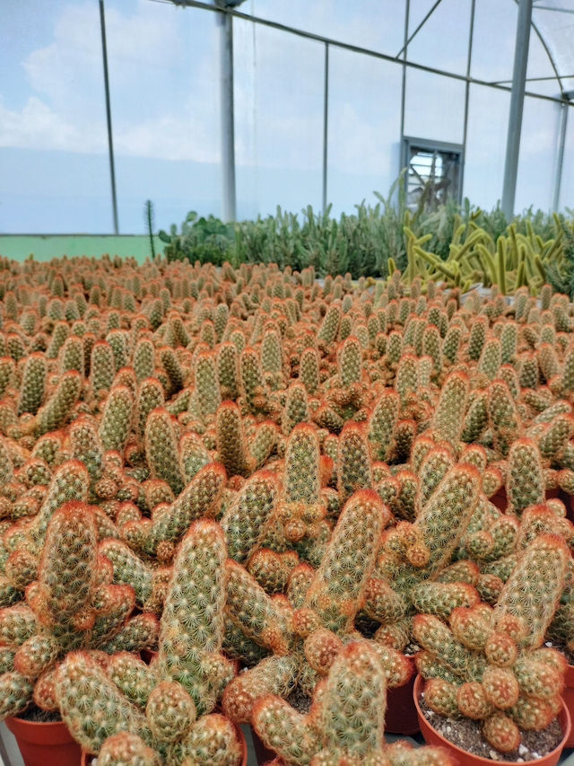 YG Cactus Farm Paksong