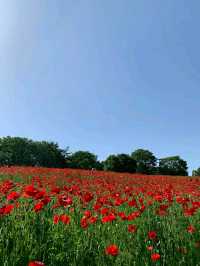 Showa Memorial Park – Tokyo’s Seasonal Wonderland