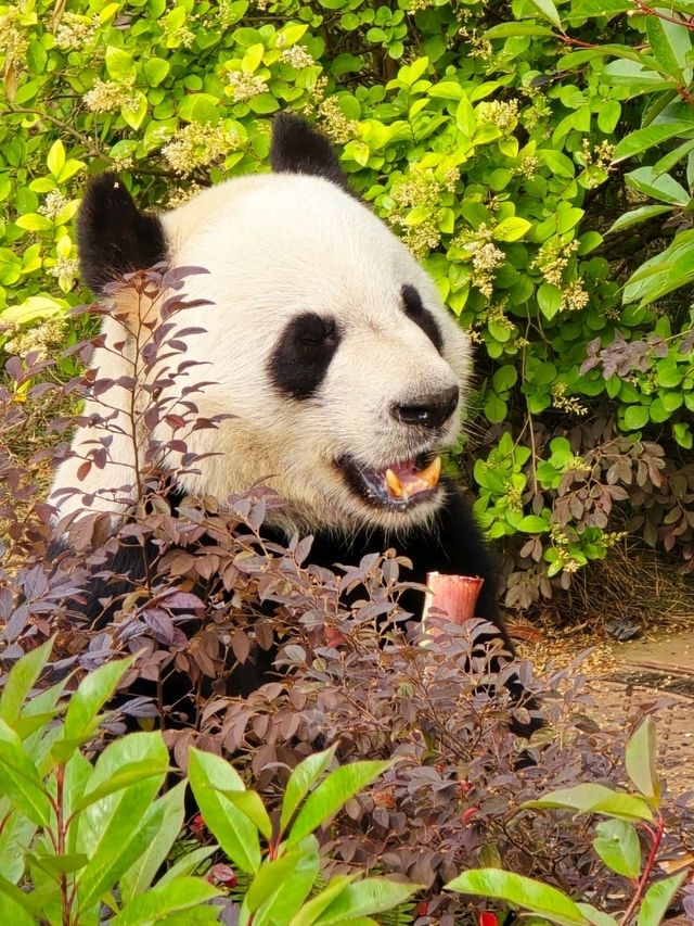 熊貓愛好者的天堂