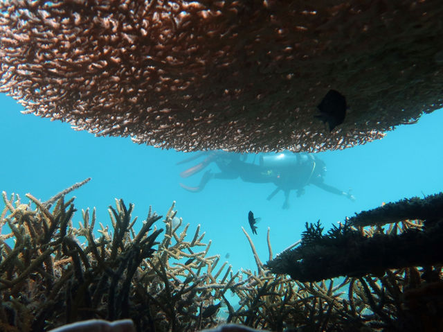 媲美小馬爾地夫的「愛妮島」🏝️深潛12公尺探索奇幻海底世界🐡