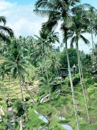 Alas Harum: Steps, Sips & Jungle Vibes