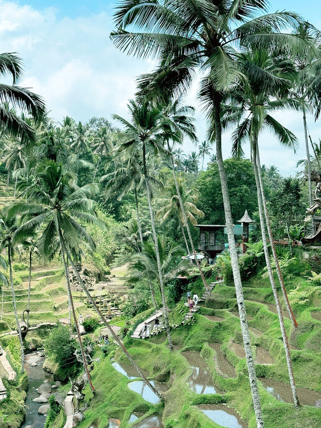 Alas Harum: Steps, Sips & Jungle Vibes