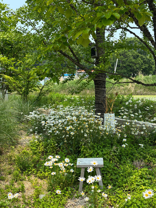  🌲☀️아산 샤스타데이지 카페 카페지새울