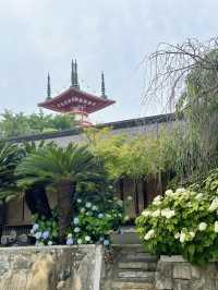 愛知]まるで京都のような竹林と紫陽花のコラボレーション🩵✨
