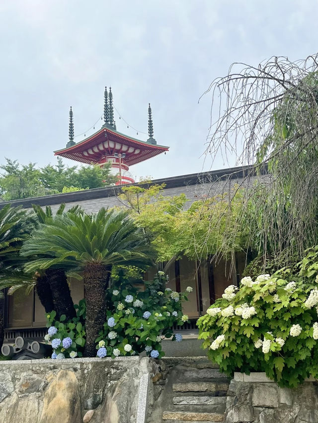 愛知]まるで京都のような竹林と紫陽花のコラボレーション🩵✨