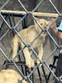 泰國大城包車一日遊 Sriayuthaya Lion Park  動物互動 