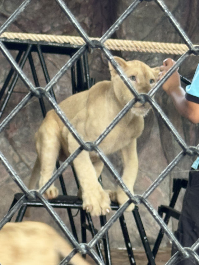 泰國大城包車一日遊 Sriayuthaya Lion Park  動物互動 