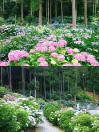 ทุ่งดอกไฮเดรนเยียที่สวยที่สุดใน Fukuoka 🩵🇯🇵