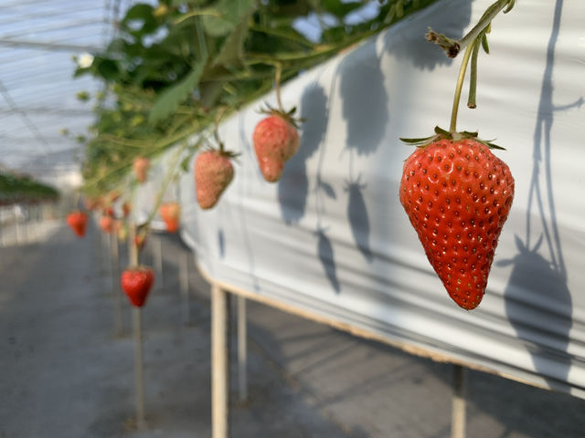 🍓 Sweetest Family Memories at Fruits Garden Yamagata