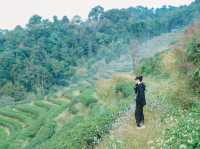 เที่ยวไร่ชา2000ไร่ ดอยอ่างขางเชียงใหม่