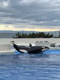 【神戸須磨シーワールド】海の仲間たちと感動体験！新しく生まれ変わった水族館旅🐟✨