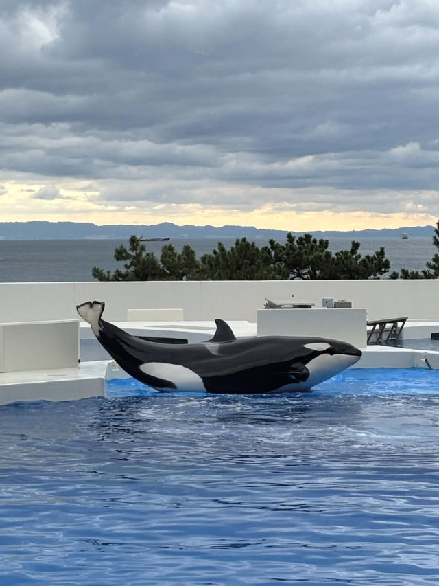 【神戸須磨シーワールド】海の仲間たちと感動体験！新しく生まれ変わった水族館旅🐟✨