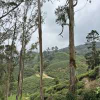 unique experience in a tea plantation & less crowd too!
