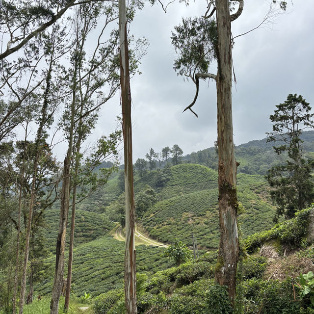 unique experience in a tea plantation & less crowd too!
