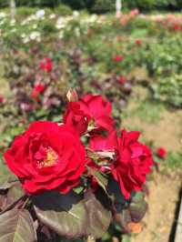 神代植物公園🇯🇵で花と植物に癒される💐⟡.·🪴