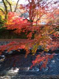 紅葉の修善寺