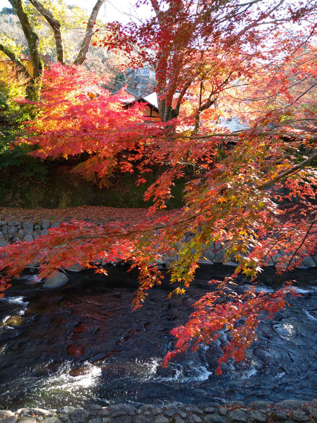 紅葉の修善寺