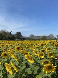🌻✨ทุ่งทานตะวัน ใกล้กรุงเทพ‼️