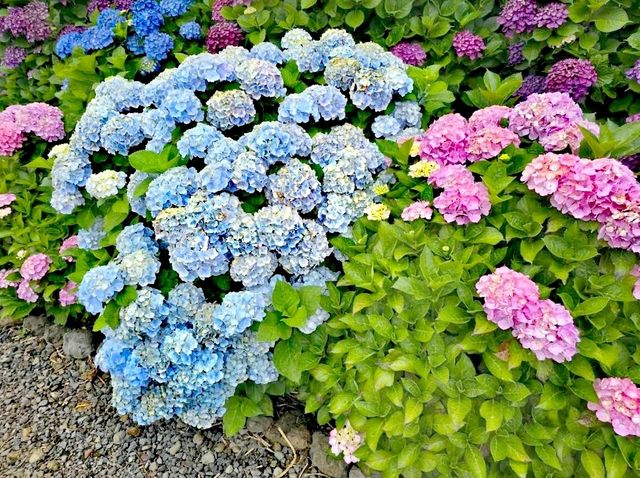 Dabdani繡球花田