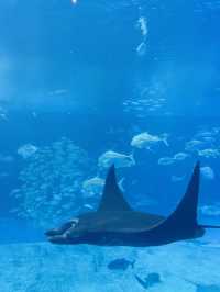 🐋Okinawa Churaumi Aquarium🐋