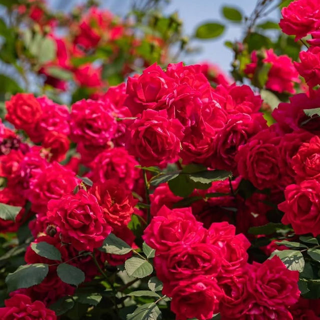Secret Blooms in Cheonho-dong: Seoul’s Hidden Floral Alley Revealed!** 🌸📸