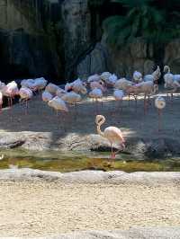 You Gotta See Bioparc Valencia, It’s Wild in the Best Way