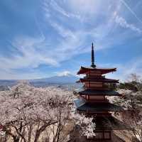 新倉山浅間公園 | 富士山賞櫻絕景聖地 🌸⛰️