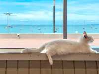 Cat Sky Bar Cafe - Pattaya