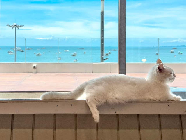 Cat Sky Bar Cafe - Pattaya