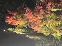 【京都旅行】今年の秋に紅葉見るならここ！！🍁